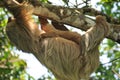 Sloth,three toe adult mother with baby, costa rica Royalty Free Stock Photo