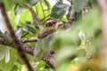 Sloth three toe juvenile playful in tree manuel antonio national park costa rica, central america in tropical jungle