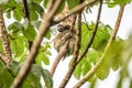 Sloth three toe juvenile playful in tree manuel antonio national park costa rica, central america in tropical jungle