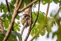 Sloth three toe juvenile playful in tree manuel antonio national park costa rica, central america in tropical jungle