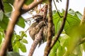 Sloth three toe juvenile playful in tree manuel antonio national park costa rica, central america in tropical jungle