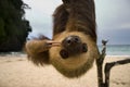 Sloth Royalty Free Stock Photo