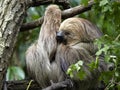 The Sloth three toed, Bradypus tridactylus, napping between branches