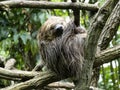 The Sloth three toed, Bradypus tridactylus, napping between branches