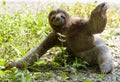 Sloth Royalty Free Stock Photo