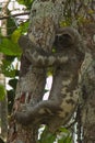 Sloth on a tree in Amazonas in Colombia Royalty Free Stock Photo