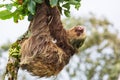 Sloth Royalty Free Stock Photo