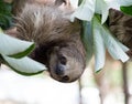 Sloth in a Tree Royalty Free Stock Photo