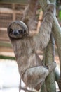 Sloth in a Tree Royalty Free Stock Photo