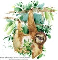 Sloth. tropical animal watercolor illustration