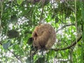 Sloth Views around Costa Rica Royalty Free Stock Photo