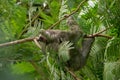 Three Toed Sloth Bradypus Variegatus, taken La Fortuna, Costa Rica