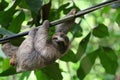 Young Sloth hanging on a cable. Royalty Free Stock Photo