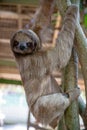 Sloth on a Branch