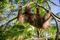 Sloth on a Branch