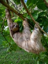 Sloth on a Branch