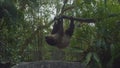 Sloths hanging on tree branch