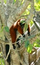 Brown Lemur animal tree