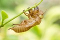 Slough cicada Royalty Free Stock Photo