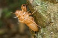 Slough cicada Royalty Free Stock Photo