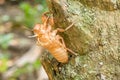Slough cicada Royalty Free Stock Photo