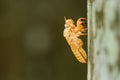 Slough cicada Royalty Free Stock Photo