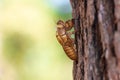 Slough of cicada insect molt on pine tree at Thung salaeng Luang National Park . Phetchabun and Phitsanulok province . Northern of