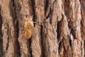 Slough of cicada insect molt on pine tree at Thung salaeng Luang National Park . Phetchabun and Phitsanulok province . Northern of