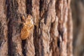 Slough of cicada insect molt on pine tree at Thung salaeng Luang National Park . Phetchabun and Phitsanulok province . Northern of