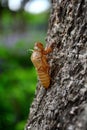 Slough off of the cicada Royalty Free Stock Photo