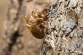 Slough off, molt of cicada,insect molting Royalty Free Stock Photo