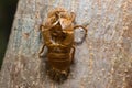 Slough off, molt of cicada,insect molting Royalty Free Stock Photo