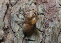 Slough off, molt of cicada,insect molting Royalty Free Stock Photo