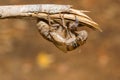 Slough off, molt of cicada,insect molting