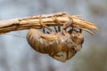 Slough off, molt of cicada,insect molting Royalty Free Stock Photo