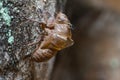 Slough off, molt of cicada,insect molting Royalty Free Stock Photo