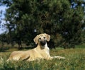 Sloughi Dog, Pup laying on Grass Royalty Free Stock Photo