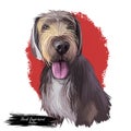 Slovak rough haired pointer sticking out tongue digital art. Pet hand drawn watercolor portrait closeup, doggish muzzle Royalty Free Stock Photo