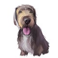 Slovak rough haired pointer sticking out tongue digital art. Pet hand drawn watercolor portrait closeup, doggish muzzle with fur,