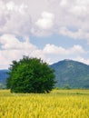 slovakia countryside in summer