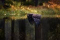 Slovakia wildlife. Eagle flight above the autumn forest lake, birds in Europe. Nature wildlife, bird fly with open bill, autumn