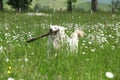 Slovakian Chuvach in white flowers