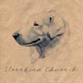 Slovakian Chuvach. Slovak cuvac dog breed with long fur digital art. Watercolor portrait close up of domesticated animal