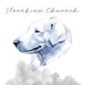 Slovakian Chuvach. Slovak cuvac dog breed with long fur digital art. Watercolor portrait close up of domesticated animal