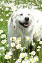 Slovakian Chuvach in white flowers