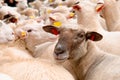 Slovakian sheep in flock looking at camera Royalty Free Stock Photo