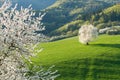 Slovenská jarná krajina čerešňa