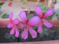 Slovene geraniums Royalty Free Stock Photo