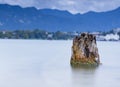 Slovenia bled lake view church castle clouds water roadtrip Royalty Free Stock Photo