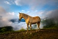 Slovenia, Europe - Golden fir horse at the Alps of Slovenia with clouds and fog at background Royalty Free Stock Photo